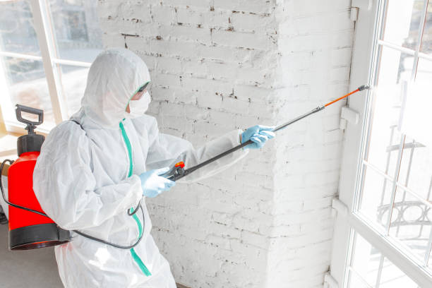 Why You Should Choose Our Mold Remediation Services in Garden Acres, CA